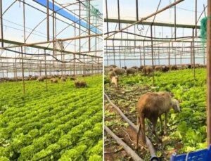 Ürün para etmeyince seraya koyun sürüsünü saldı