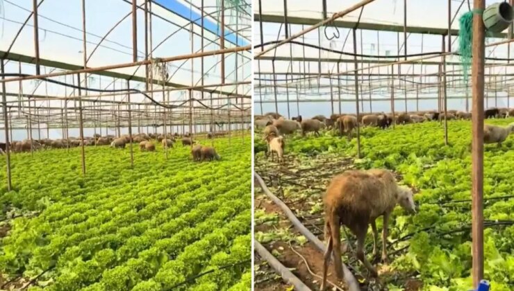 Ürün para etmeyince seraya koyun sürüsünü saldı