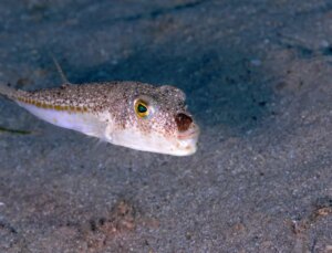 Bu balığı avladılar, 1 milyon 227 bin 144 lira destek aldılar