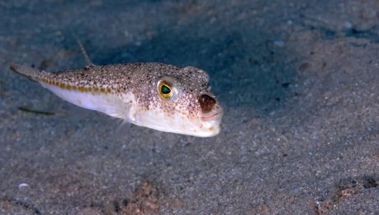 Bu balığı avladılar, 1 milyon 227 bin 144 lira destek aldılar