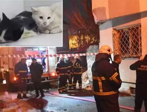 Kedilerin beslendiği evde yangın; 26 kedi öldü