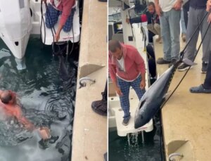 Soğuk engel olmadı, buz gibi suya girip 1.5 metrelik orkinos avladı