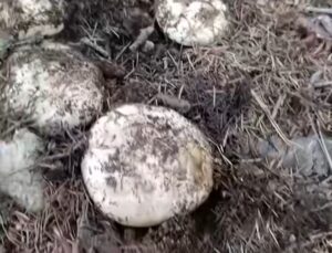 Kahramanmaraş Andırın’da sonbahar yağmurları sonrası mantar bereketi yaşanıyor