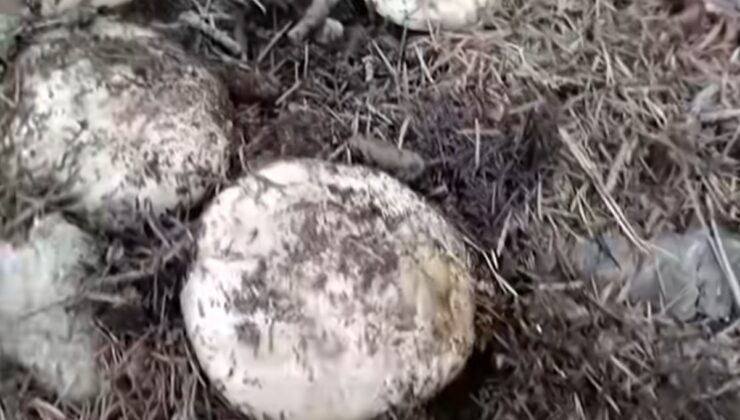 Kahramanmaraş Andırın’da sonbahar yağmurları sonrası mantar bereketi yaşanıyor