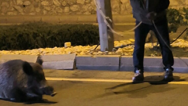 Kuşadası’nda yaban domuzunu kementle yakalamaya çalışana EKODOSD’dan uyarı geldi